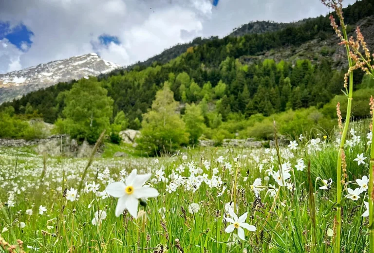 Andorra Grandalles My Expat Experts - All Rights Reserved